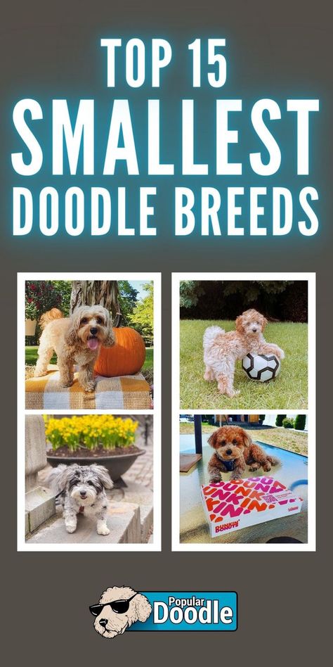 What's the smallest Poodle mix? We rank the 15 tiniest doodle breeds...you might be surprised which Poodle cross took the crown! Poodle Cross Breeds, Doodle Breeds, Poodle Mix Breeds, Poodle Mix Puppies, Small Poodle, Poodle Mix Dogs, Small Doodle, Mini Poodles, Dog Mixes