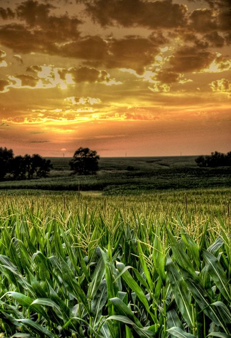 Agricultural Photography, California Farm, Country Backgrounds, Corn Field, Dairy Cow, Senior Project, Country Scenes, Big Tree, Country Farm