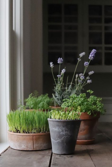 Vertical Garden Flowers, Small Kitchen Garden, Windowsill Herb Garden, Plants Greenhouse, Garden Station, Windowsill Plants, Windowsill Garden, Grow A Garden, Window Planters