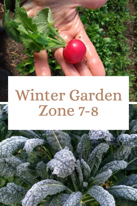 Don't let winter or frost kill your garden! Learn how to grow vegetables all year long in zone 7a, 7b, 8a, and 8b. Zone 8b Winter Garden, Zone 8 Winter Garden, Zone 7 Fall Planting, 7b Zone Plants, 7a Planting Zone, Fall And Winter Garden Zone 7, Fall Winter Garden Zone 8, Zone 7 Winter Garden, August Planting Zone 7