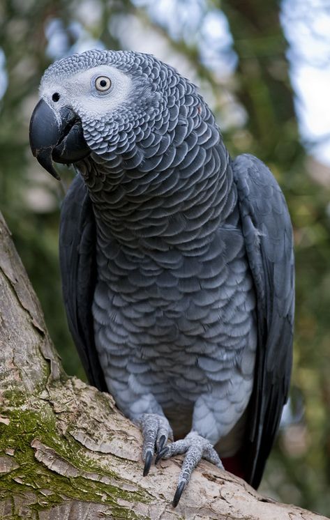 African Grey Parrot | Taken at the Bloedel Conservatory, Van… | Jackson Chu | Flickr Parrot Pictures, African Parrot, Bloedel Conservatory, Animals And Pet Supplies, Congo African Grey, Parrot Drawing, Drawing Bird, Parrot Painting, Tattoo Bird