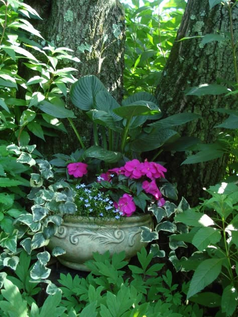 Shade Garden Plants, Backyard Shade, Hosta Gardens, Fine Gardening, Garden Containers, Pot Plant, Woodland Garden, Shade Plants, Gorgeous Gardens