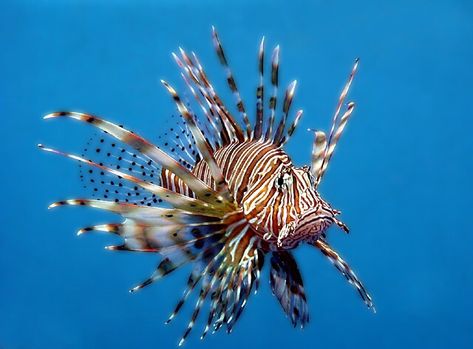 Ocean Sleeve, Aquatic Animal, Photo Course, Sea Creatures Art, Pretty Fish, Lion Fish, Marine Fish, Aquatic Animals, Back Pieces