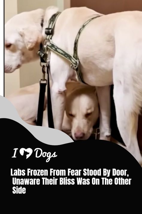 Labs Frozen From Fear Stood By Door, Unaware Their Bliss Was On The Other Side Foster Mom, The Pack, Shelter Dogs, Service Dogs, The Other Side, The Fosters, Dog Lovers, Frozen, Lab