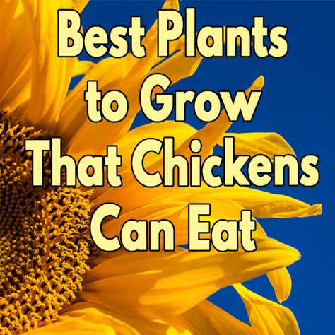 Growing Sunflowers For Chickens, Plants Chickens Can Eat, Flowers For Chickens To Eat, How To Grow Meal Worms For Chickens, What To Plant Around Chicken Coop, Plants Chickens Wont Eat, Plants Chickens Like To Eat, Calcium Rich Foods For Chickens, Plants For Chickens To Eat