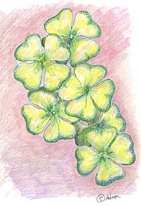 Clover Leaf Art, Four Leaf Clover Drawing, 4 Leaves Clover, Clover Drawing, Clover Painting, Artist Garden, Clover Plant, Saint Patricks Day Art, Lucky Leaf