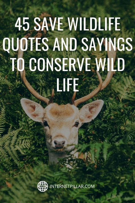 45 Save Wildlife Quotes and Sayings to Conserve Wild Life - #quotes #bestquotes #dailyquotes #sayings #captions #famousquotes #deepquotes #powerfulquotes #lifequotes #inspiration #motivation #internetpillar Wildlife Conservation Quotes, Quotes About Wildlife, Wildlife Quotes Animals, Wild Nature Quotes, Save Wildlife Slogans, Wild Animal Quotes, Save Animals Quotes, Deer Quotes, Conservation Quotes