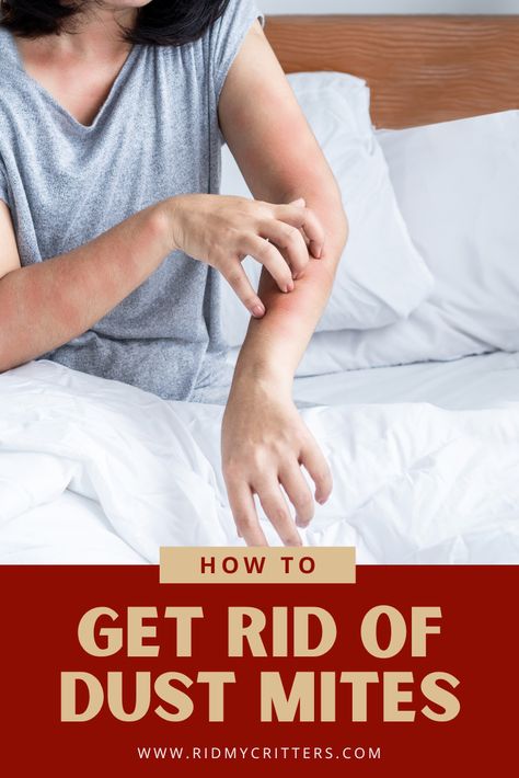 Dust mites are a total nightmare for those with allergies or health issues. Here's how to get rid of dust mites effectively so you can breathe easy... Dust Mites Allergy, Essential Oils For Dust Mites, How To Get Rid Of Dust Mites, Dust Mites How To Get Rid Of, Dust Mites Bites, Mites On Humans, Bed Bugs Essential Oils, Dust Mite Allergy, Breathe Easy