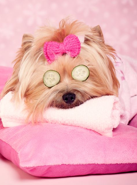 7 Puppies That Are Having A Better Spa Day Than You+#refinery29 Pampered Dogs, Dog Grooming Shop, Dog Spa, Dog Photoshoot, Yorkie Dogs, Animal Room, Super Cute Animals, Funny Dog Pictures