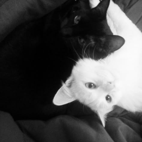 Black And White Cats, Black Cat Aesthetic, White And Black Cat, Cat Dark, Believe In Love, I Believe In Love, Cat Icon, White Cats, Black And White Aesthetic