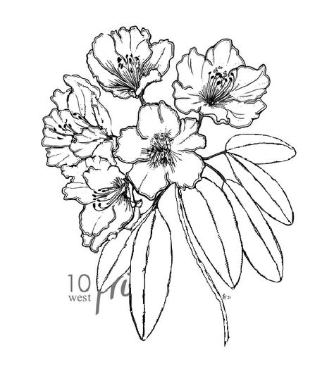 Rhodedendrum Tattoo, Coast Rhododendron Tattoo, Rhododendron Drawing, Rhododendron Tattoo, Bush Drawing, Botanical Line Drawing, Paint Projects, Tattoo Inspo, Flower Illustration