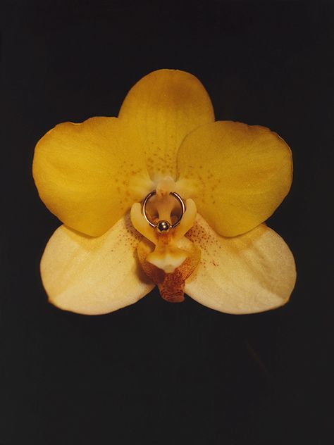 Harley Weir Harley Weir, Anais Nin, Central Saint Martins, Man Ray, Arte Floral, Kiss Me, Art Direction, Art Inspo, Orchids