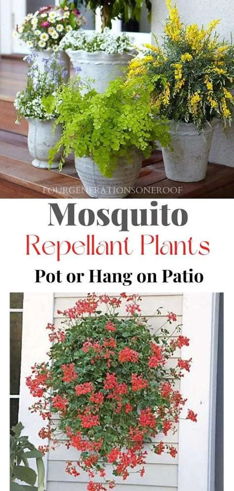 Mosquito Repellent Plants, Citronella Plant, Plants That Repel Bugs, Mosquito Repelling, Mosquito Plants, Repellent Plants, Porch Plants, Potted Plants Outdoor, Mosquito Repelling Plants