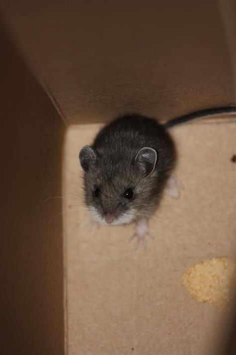 baby field mouse Field Mouse, Pink Poodle, Pet Mice, Animal Study, Baby Animals Pictures, Baby Mouse, Save Animals, Cute Hamsters, Pet Rats