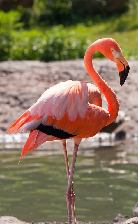 Flamingo | Farzad Sadjadi | Flickr Greater Flamingo, Flamingo Pictures, Flamingo Photo, Flamingo Wallpaper, Flamingo Painting, Flamingo Bird, Flamingo Art, Pink Bird, Nature Birds