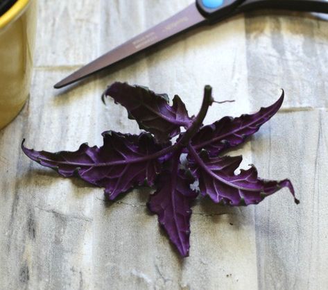 Plant Cuttings Propagation, Dark Purple Plants, Indoor Plants Names, Purple Majesty Plant, Plants Purple, Purple And Green Leaf House Plant, Purple Passion Plant, Pink Plants, Cedar Raised Garden Beds