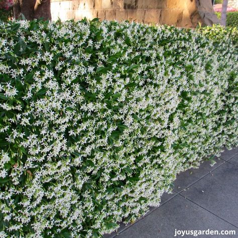 Jasmine Hedge, Star Jasmine Trellis, Jasmine Ground Cover, Jasmine Trellis, Star Jasmine Vine, Backyard Trellis, Jasmine Wedding Dress, Design Garden Ideas, Trachelospermum Jasminoides