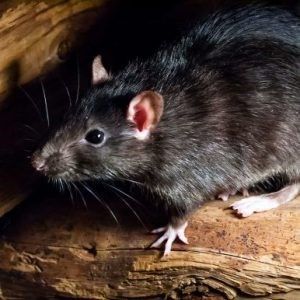 Types Of Rats, Roof Rats, Rattus Rattus, Brown Rat, Getting Rid Of Rats, Rat Poison, Black Rat, Getting Rid Of Mice, Rat Traps