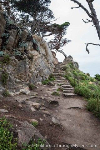 Cypress Grove Trail & Allen Memorial Grove in Point Lobos - California Through My Lens California Trail, Cypress Grove, California Hikes, Cypress Trees, Red Tree, Forex Strategy, Relax Time, Get Excited, California Travel