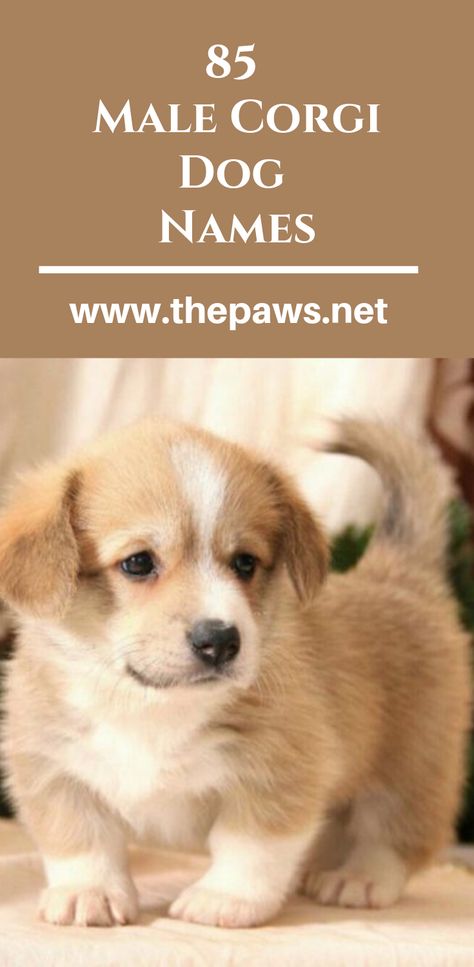 In this article, we are going to help you pick the best male dog name for your Corgi puppy. #dognames #maledognames #malecorginames #corginames #malecorginames #corgidogs #dogs #pets #paws Corgi Aussie Mix, Best Female Dog Names, Boy Puppy Names, Puppies Names Female, Merle Corgi, Small Dog Names, Corgi Dog Breed, Cute Puppy Names, Corgi Names