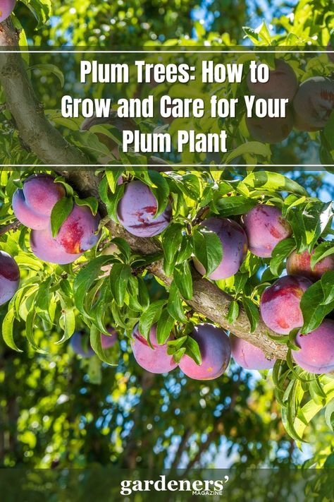 Plum Trees How to Grow and Care for Your Plum Plant Plum Tree Companion Plants, Plum Trees Growing, How To Grow A Plum Tree From Seed, Plum Trees, Plum Tree Growing, Pruning Plum Trees, Plum Tree Care, Wild Plum Tree, Backyard Raised Garden