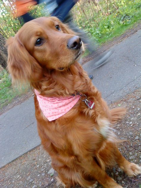 Golden Retriever/Irish Setter Mix Puppies Golden Retriever, Red Retriever, Golden Retriever Cross, Friendly Dog Breeds, Golden Retriever Names, Puppy Mix, Beautiful Pets, Irish Setters, Golden Retriever Mix