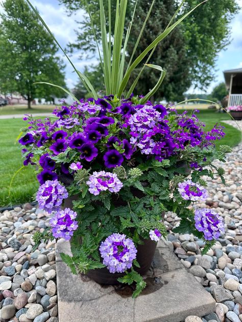 Floral Pots Front Porches, Pot Ideas For Plants Outdoors, Purple Plants Outdoors, Flower Arrangements In Pots, Potted Flowers For Patio, Outdoor Flower Pot Ideas, Flower Pot Ideas, Potted Plants Patio, Planter Arrangements