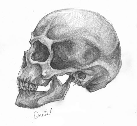 Side Profile Of Skull Drawing, Skull Shading Drawing, Skull Profile Tattoo, Skull Profile Drawing, Skull Shading, Skull Profile, Human Skull Drawing, Anatomical Heart Drawing, Skull Sketch