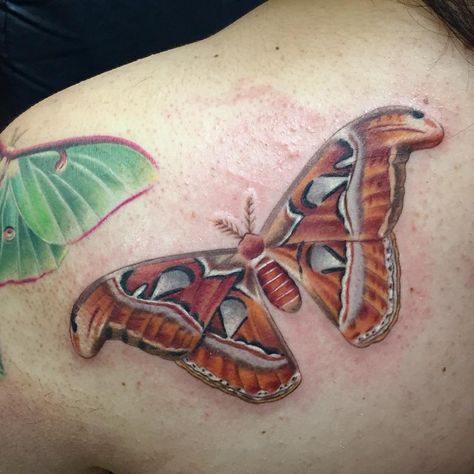 "Lovely Atlas Moth this morning #susannahgriggs #EternalInkSponsoredArtist #neotatmachines #electrasyn #tattoo #colortattoo #moth #ladieswithtattoos…" Types Of Moth, Moth Spiritual Meaning, Atlas Moth Tattoo, Moth Tattoo Ideas, Moth Tattoo Meaning, Underground Tattoo, Moth Drawing, Moth Tattoo Design, Tattoo On Shoulder