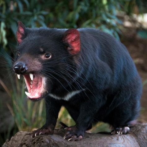 Tasmanian Devil Cartoon, Australian Mammals, Wild Animals Photography, Images Hello Kitty, Australia Animals, Australian Wildlife, Beautiful Dog, Tasmanian Devil, Rare Animals