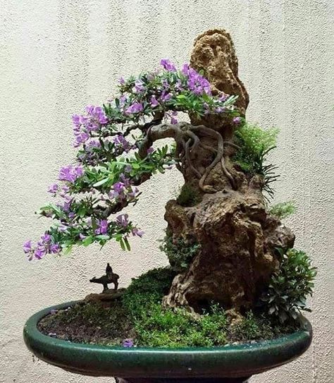 Blueberry Bonsai, Bonsai Stand, Bonsai Forest, Maple Bonsai, Bonsai Tree Types, Bonsai Techniques, Indoor Bonsai Tree, Bonsai Soil, Juniper Bonsai