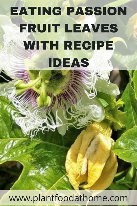 Find out if passion fruit leaves are edible and how they can be used in a variety of dishes. Passion Flower Benefits, Growing Passion Fruit, Passion Fruit Plant, Storing Herbs, Passionfruit Recipes, Passion Flowers, Foraging Recipes, Food At Home, Garden Harvest