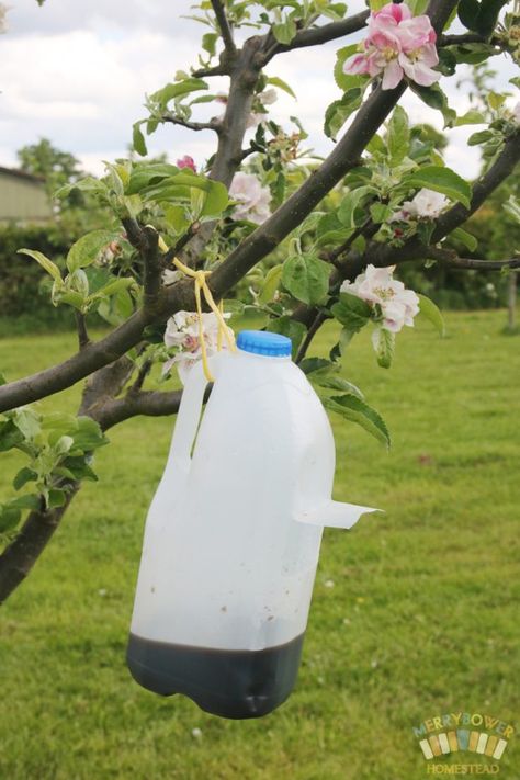 Home-made Codling Moth Traps - Merrybower Homestead Coddling Moth Trap, Codling Moth Control, Moth Diy, Apple Tree Care, Fruit Trees Backyard, Codling Moth, Field Garden, Nut Trees, Diy Apple