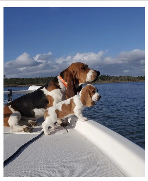 Basset Hound Pictures, Basset Hound Aesthetic, Baby Basset Hound, Basset Hound Puppies, Basset Dog, Basset Puppies, Basset Hound Puppy, Hound Puppies, Hound Dogs