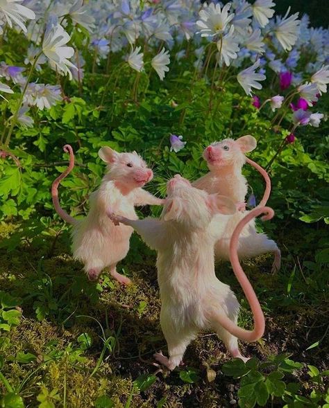 Cute Rat Aesthetic, Rat Aesthetic, Pixie Aesthetic, Female Gym, Photographie Indie, Mouse Computer, Cute Rats, Fairy Aesthetic, Aesthetic Green