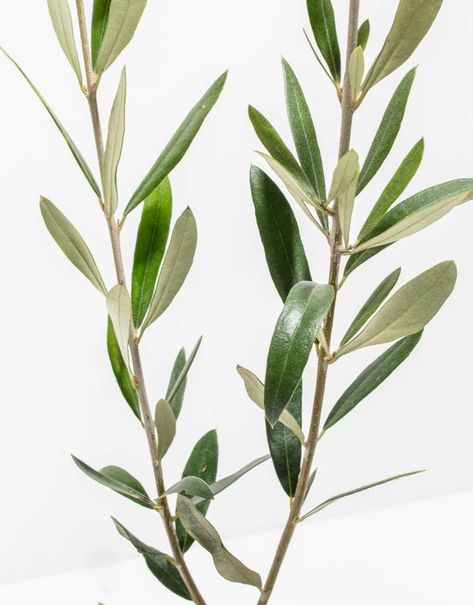 How to Prune an Olive Tree: A Step-by-Step Guide Pruning Olive Trees, Olive Bonsai, Indoor Olive Tree, Health Aesthetics, Olive Farm, Potted Olive Tree, Olive Plant, Indoor Tree, Natural Baskets