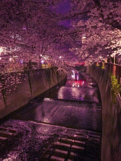 Cheery Blossoms Aesthetic, Pretty Flowers Pictures, Tree Blossom, Japanese Blossom, Nothing But Flowers, Pretty Landscapes, Pretty Images, Japan Aesthetic, Pretty Wallpapers Backgrounds