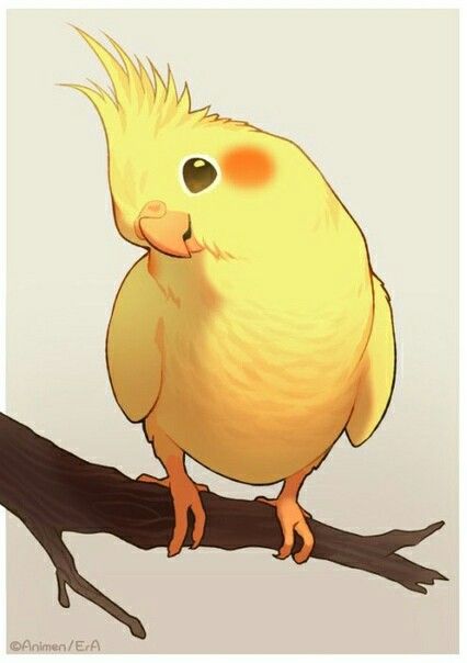 Cockatiel Drawing Cute, Bird Cute Drawing, Kawaii Cockatiel, Yellow Bird Drawing, Cockatiel Illustration, Cockatiel Drawing, Cockatiel Art, Cute Bird Drawing, Bird Anatomy