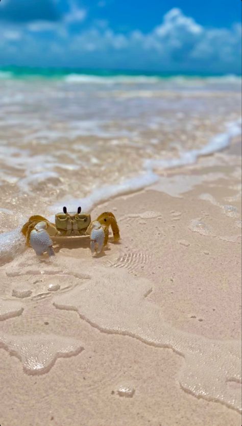 a little tan baby crab half in the water on the beach in the bahamas with a blue sky in the background Peaceful Photos, Sea Turtle Wallpaper, Crabs On The Beach, Beach Animals, Beach Collage, Wallpaper Ocean, Beach Wall Collage, Ocean Turtle, Cute Summer Wallpapers