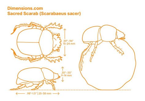 The Sacred Scarab (Scarabaeus sacer) is a dung beetle species, and it is the most famous of the scarab beetles. As an almost exclusively coastal species, their preferred habitat is in coastal dunes and marshes around the Mediterranean Basin. Downloads online #insects #arthropods #invertebrates #animals Dung Beetle Drawing, Invertebrates Animals, Steampunk Insects, Beetle Species, Beetle Drawing, Dung Beetle, Beetle Art, Homeschool Education, Character Model Sheet