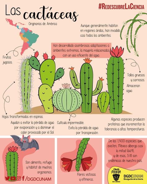 Types Of Cactus, Types Of Cactus Plants, Frases Cute, Cactus Types, Plant Care Houseplant, Cactus Design, Cactus Y Suculentas, Plant Care, Cactus Plants