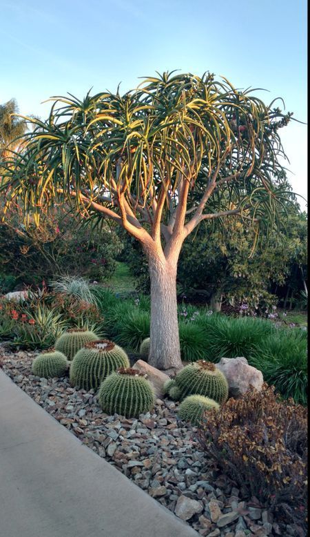 A heat-loving South African tree aloe (Aloe bainesii) is surrounded by large stones, rocks, and gravel, along with golden barrel cactus in this garden designed by Succulent Designs LA. Aloes and other succulents create a natural, beautiful setting. Cactus Garden Landscaping, Succulent Rock Garden, Succulent Garden Landscape, Landscaping Around Trees, Garden Cactus, African Tree, Succulent Landscape Design, Succulent Garden Design, Succulent Landscaping