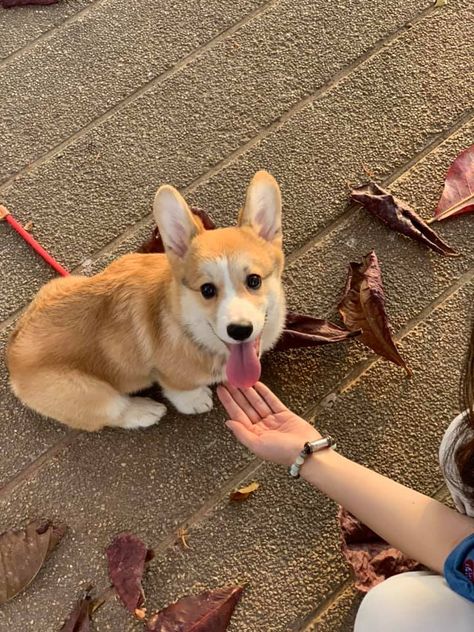 Puppy Socialization, Cute Corgi Puppy, Cutest Dog Ever, Puppies And Kitties, Corgi Puppy, Best Dog Breeds, Cute Corgi, Fluffy Animals