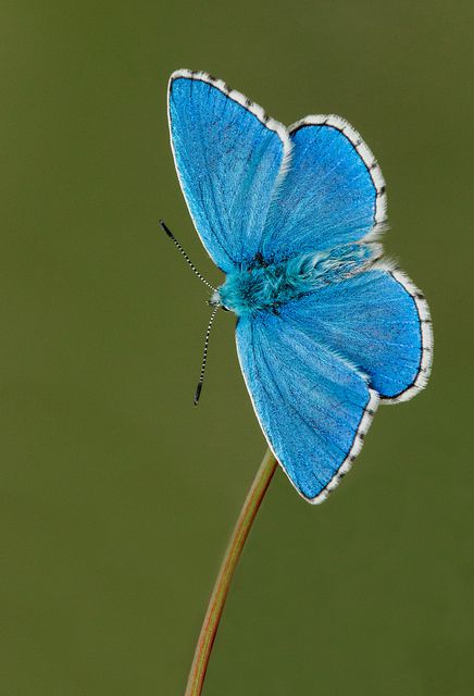 ~~Adonis Blue Butterfly ~ Polyommatus bellargus | by Alex Berrymam~~ Adonis Butterfly, Adonis Blue Butterfly, Butterfly Photo, Beautiful Butterfly Photography, Madame Butterfly, Butterfly Poster, Tattoos Skull, Moths And Butterflies, Butterfly Dragonfly