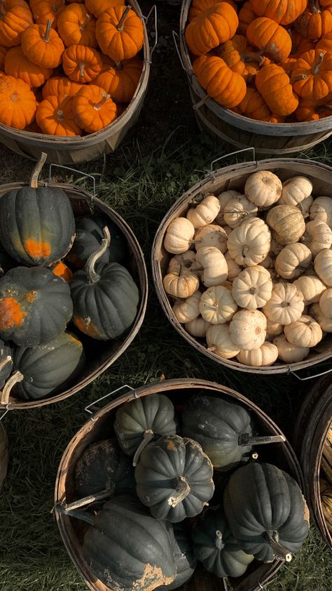 Pumpkin Garden Aesthetic, Pumpkin Picking Aesthetic, Autumn Farmers Market, Pumpkin Patch Aesthetic, Baby Squash, Pumpkin Inspiration, Pumpkin Garden, Pumpkin Spice And Everything Nice, Pumpkin Farm