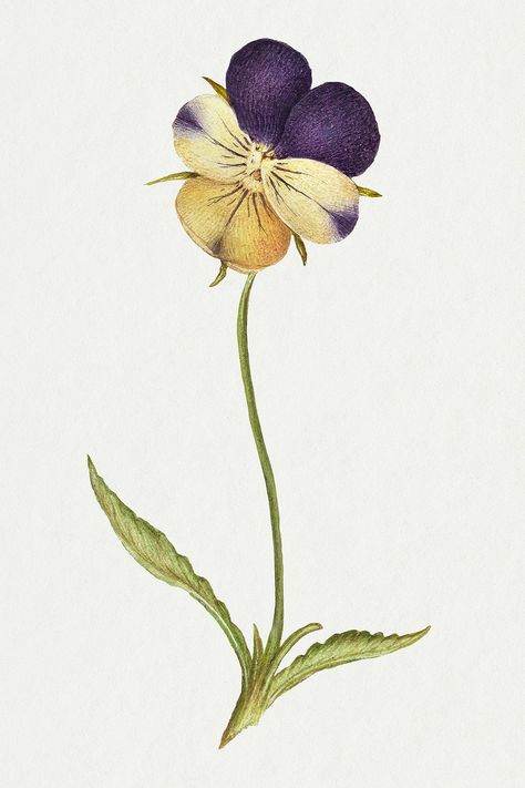 Pansy Botanical Illustration, Wild Pansy Drawing, Wild Pansy Tattoo, Pansy Flower Tattoo, Pansy Illustration, Bouquet Of Flowers Drawing, Pansy Tattoo, Flower Bouquet Drawing, Wild Pansy