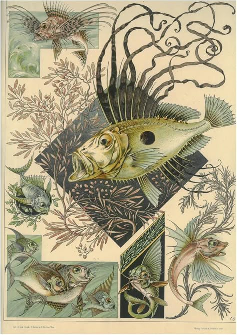 Underwater Illustration, Illustration Meaning, Illustration Art Nouveau, Art Nouveau Illustration, Fish Illustration, Model Art, Illustration Ideas, Antique Illustration, German Art