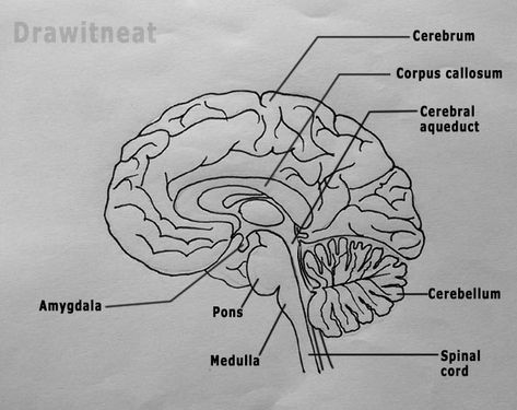 DRAW IT NEAT : Nervous system Drawing Of Brain, Brain Drawing Simple, Draw A Brain, Human Brain Drawing, Human Brian, Drawing Biology, Human Brain Diagram, Human Skeleton Model, Brain Diagram