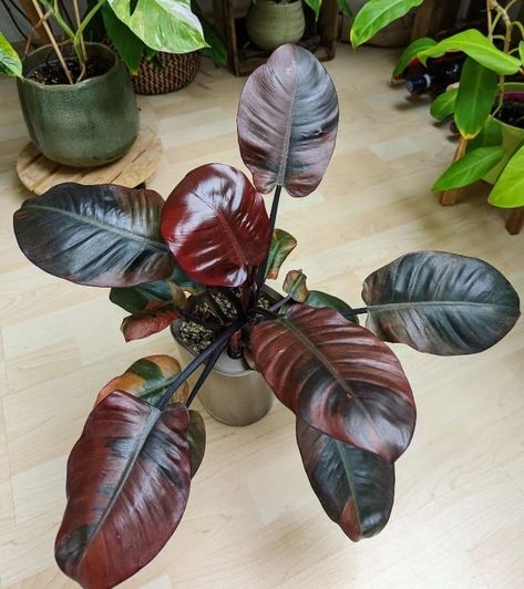 How to Grow and Care for Philodendron 'Black Cardinal': [year] Guide 10 Black Cardinal Philodendron, Philodendron Black Cardinal, Flower Magic, Orchid Bark, Philodendron Plant, Farm Crafts, Inside Plants, Tropical Foliage, Lighting Design Interior