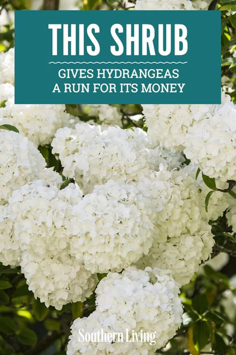 Garden Shrubs Evergreen, Snowball Viburnum, Hydrangea Landscaping, Southern Garden, Front Landscaping, Garden Shrubs, Home Landscaping, White Gardens, Front Yard Landscaping Design